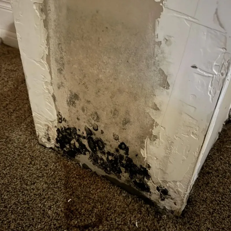 Professional Mold Removal in Scott County, IL